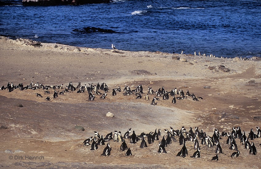 Halifax Pinguine