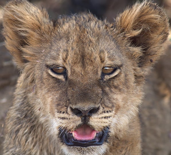 Löwenbaby, Namibia