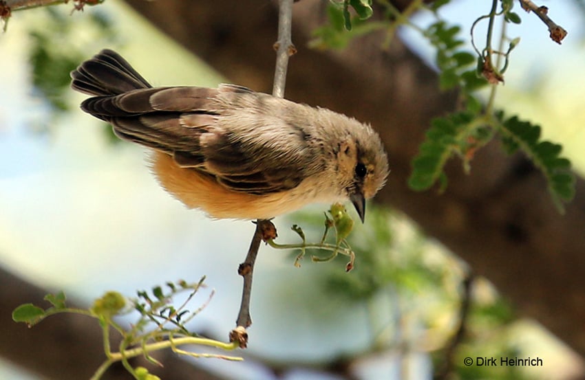 Kapbeutelmeise Namibia