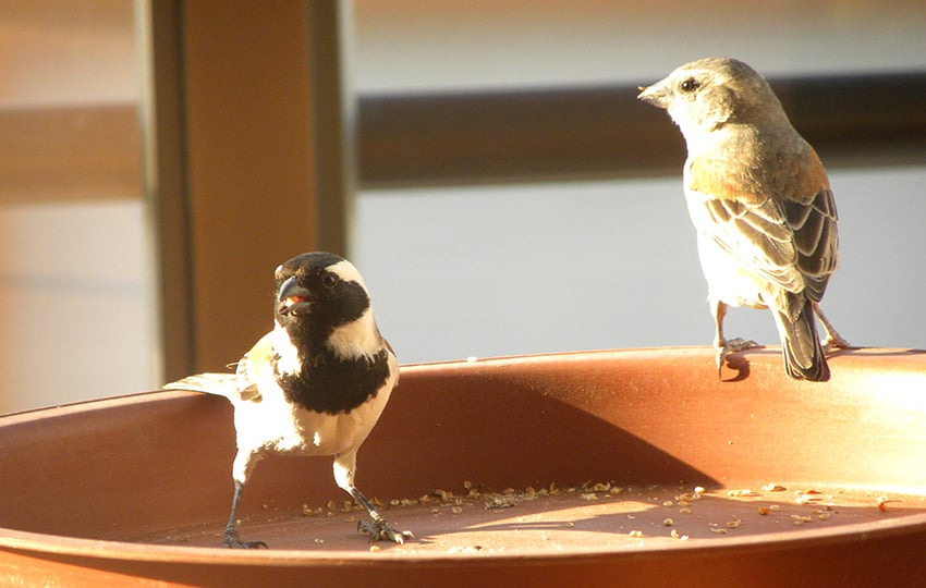 Kapsperling, Swakopmund