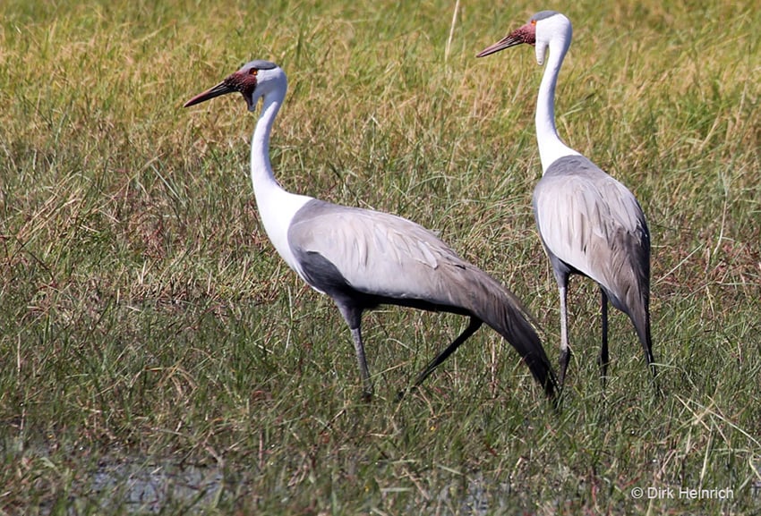 Klunkerkraniche Namibia