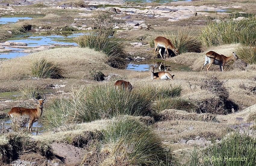 Letschwe Kub Namibia