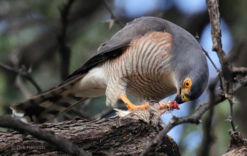 Zwergsperber Namibia