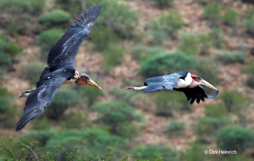 Marabu Namibia