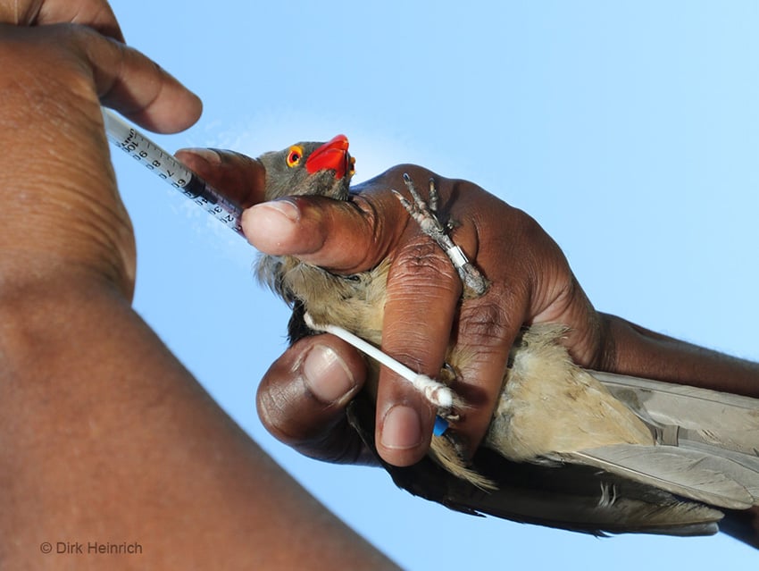 Madenhacker Namibia