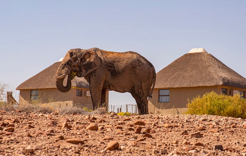 Palmwag Lodge, Jimbo