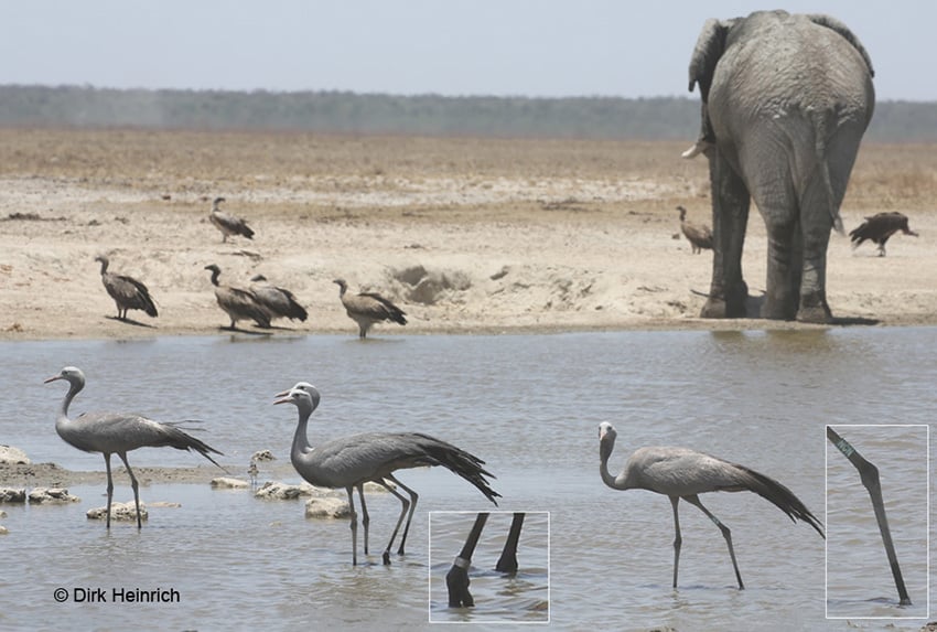  Paradieskraniche Namibia