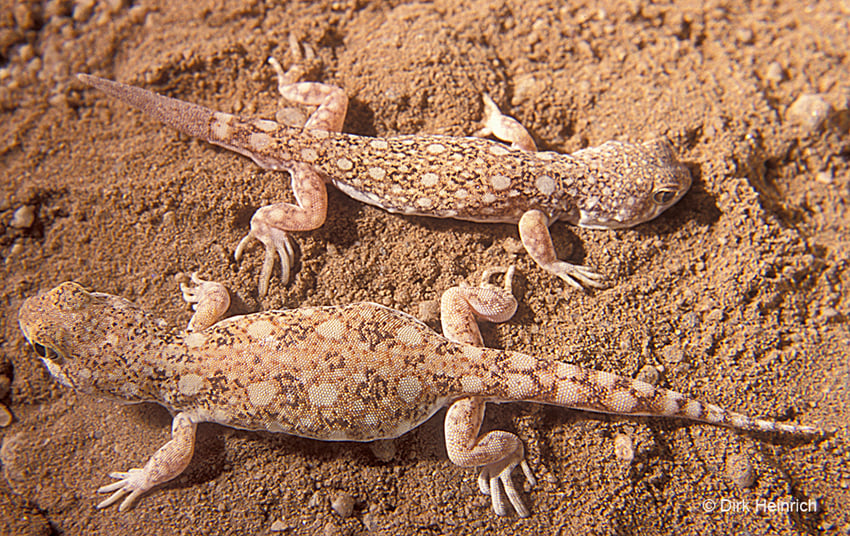 Gemeiner Lärmgecko, Namibia