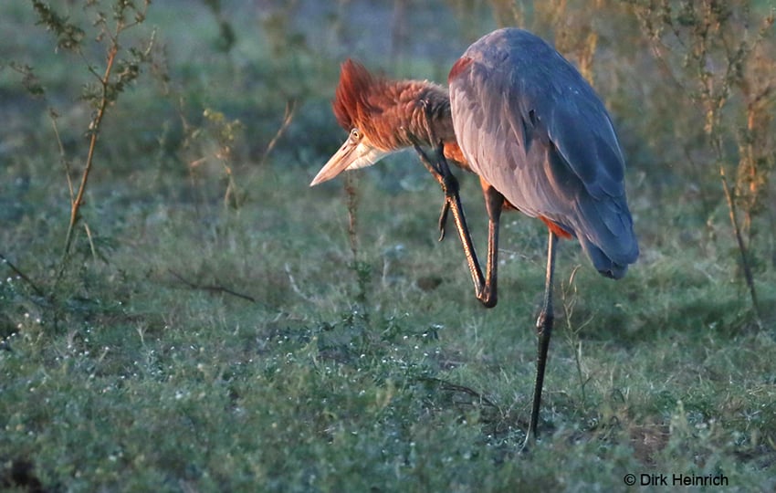 Goliathreiher Namibia