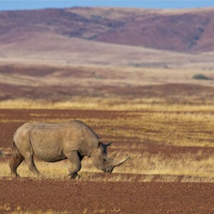 Spitzmaul-Nashorn, Namibia