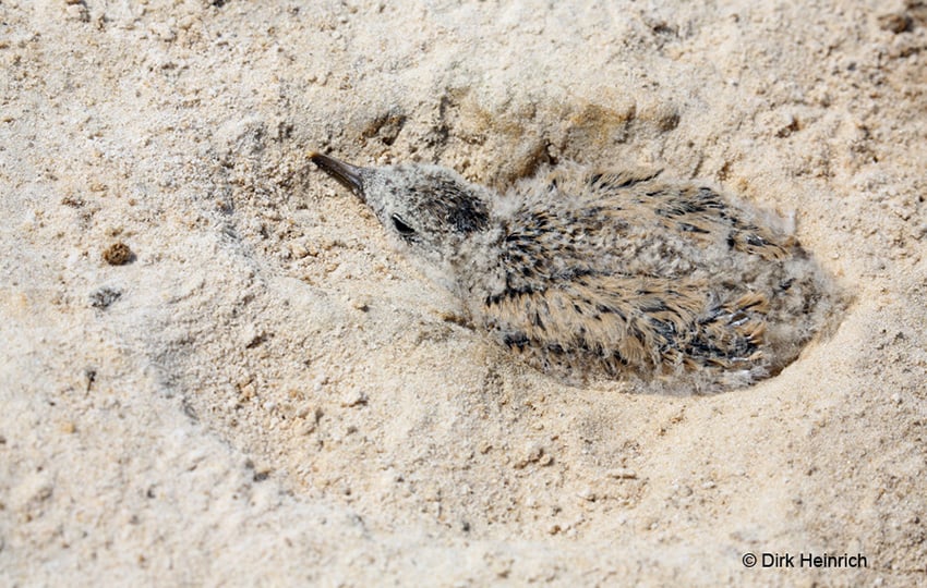 Scherenschnabel-Küken Namibia