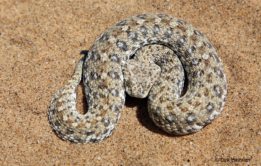 Namaqua-Zwergvipern Namibia