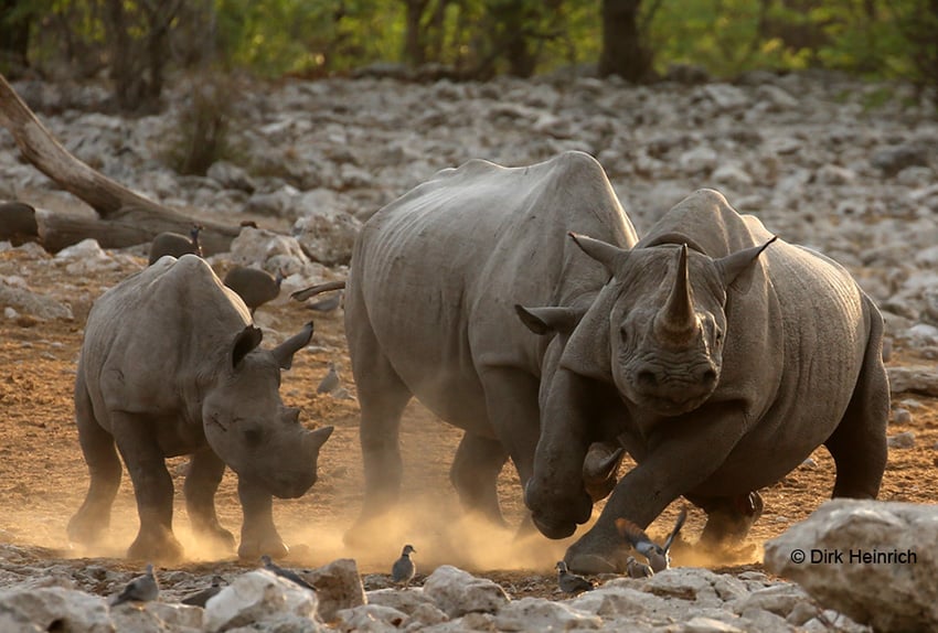 Schwarzes Nashorn, Namibia