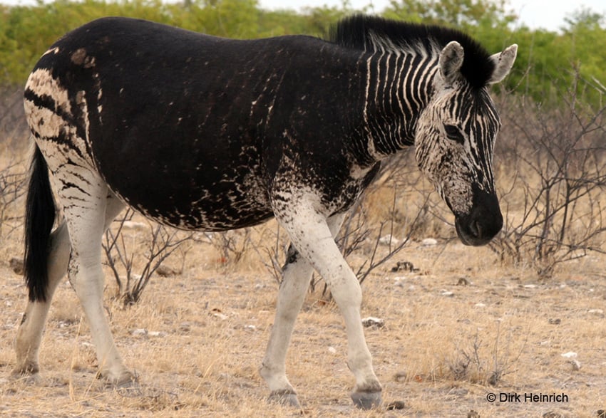 Schwarzes Zebra, Etosha