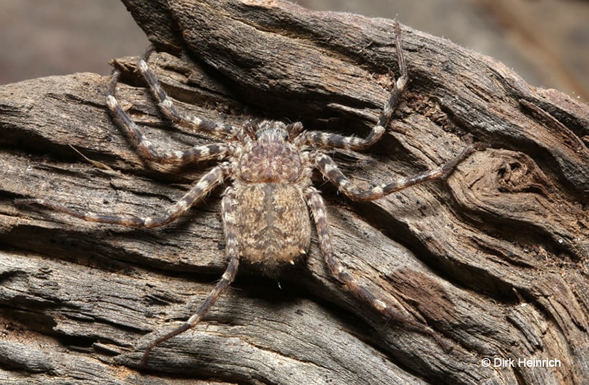 Selenopidae Wandspinne, Namibia