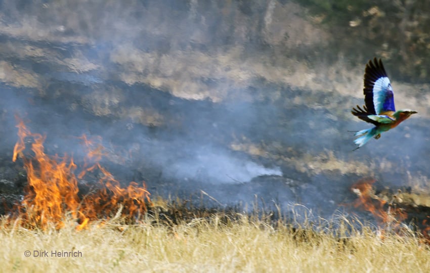 Gabelracke bei Feldbrand