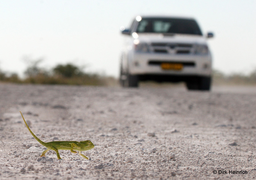 Chamäleon Namibia