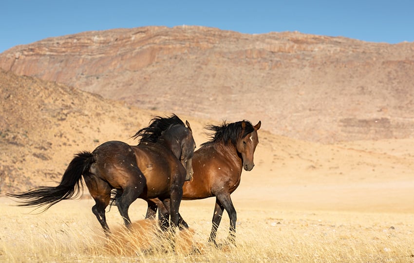 Wilde Pferde Namibia