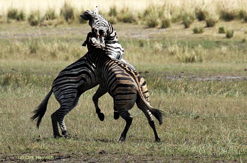 Kämpfende Zebras, Namibia