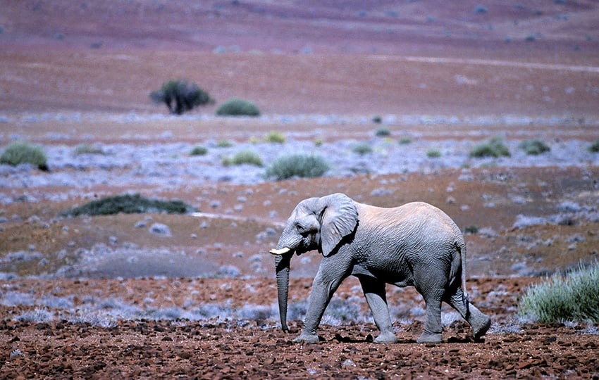 Wüstenelefant Namibia