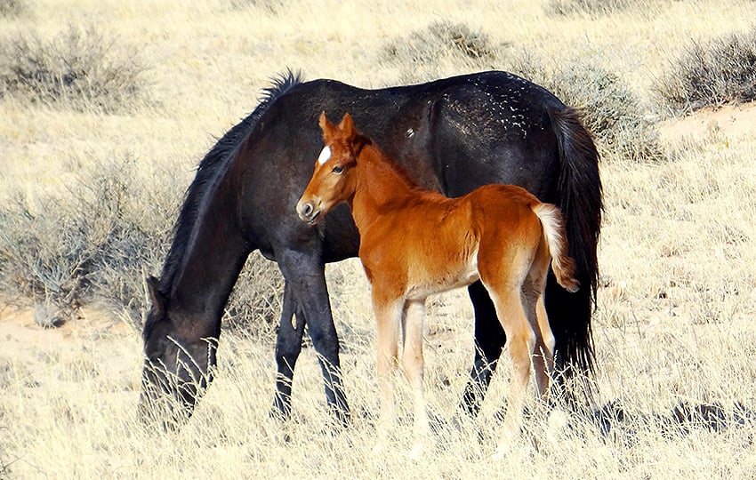 Wilde Pferde, Namibia