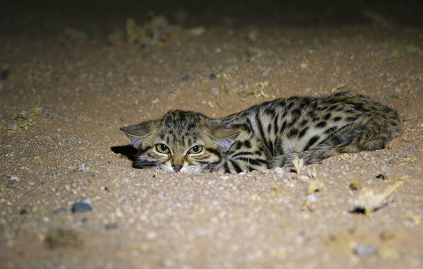 Schwarzfußkatze, Namibia