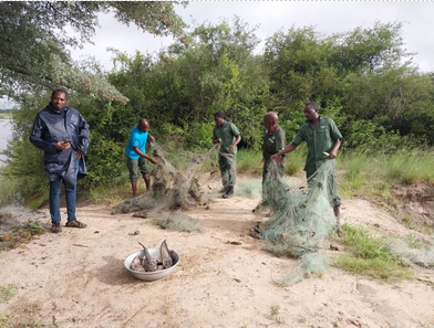 nets removed from the river