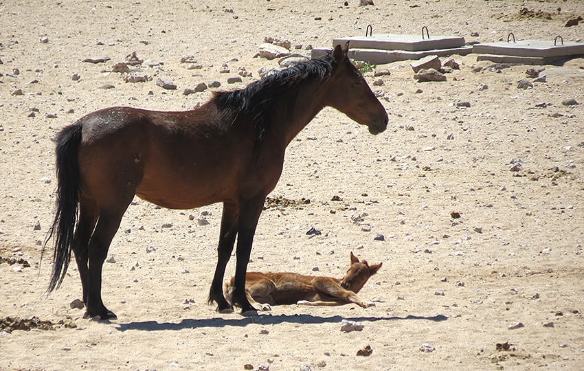 Wildes Fohlen, Namibia