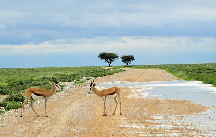 Etosha, Namibia