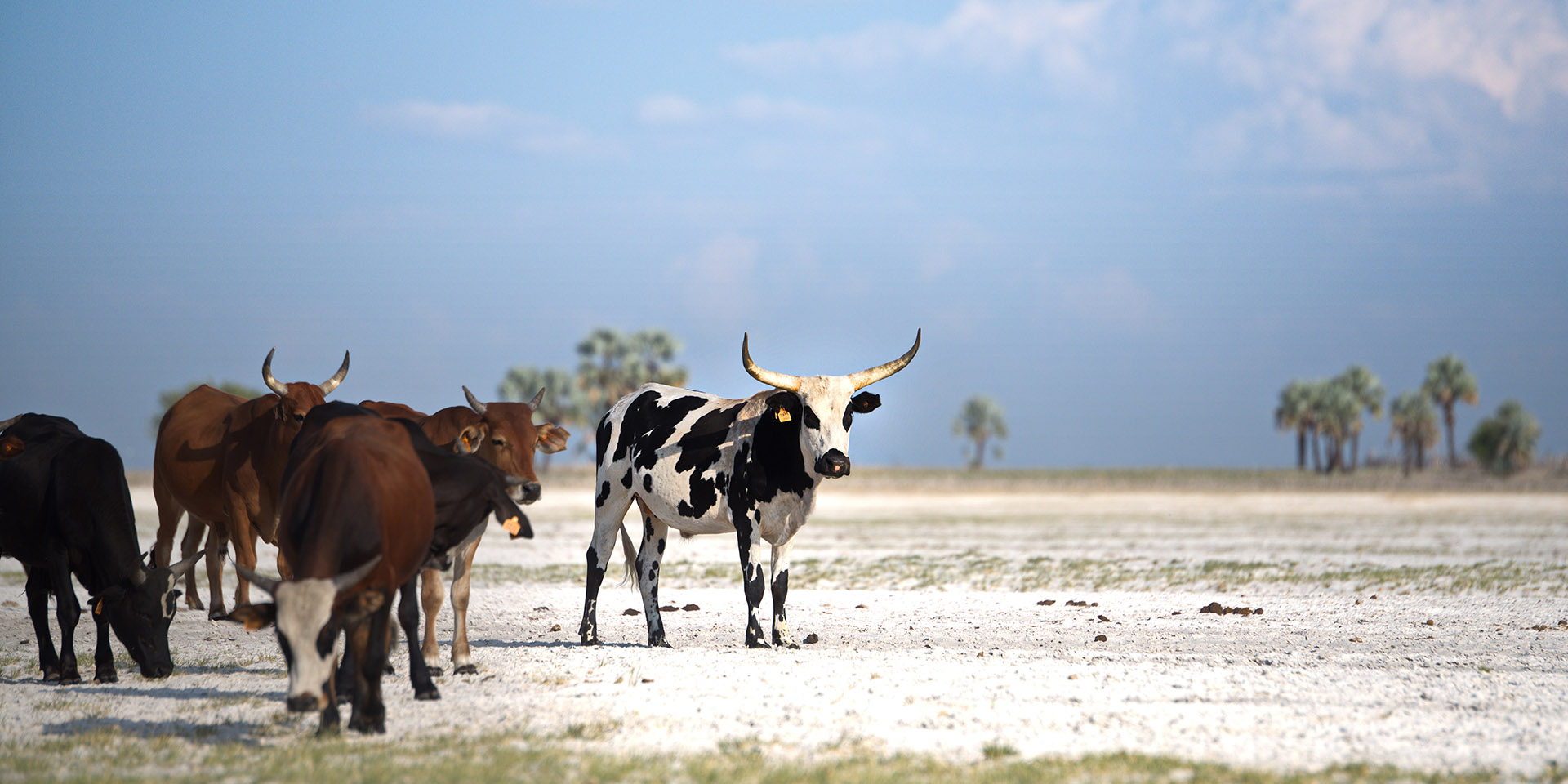 Cattle in Owambo, Namibia