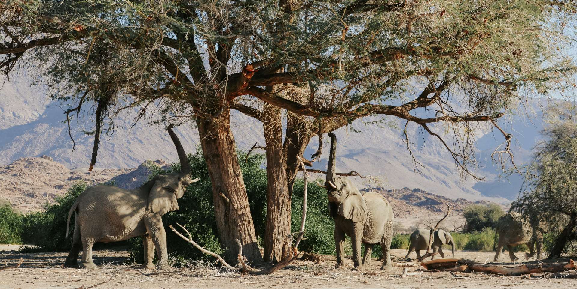 Wüstenelefanten unter einem Baum im Damaraland, Namibia, Foto: Janke Murray