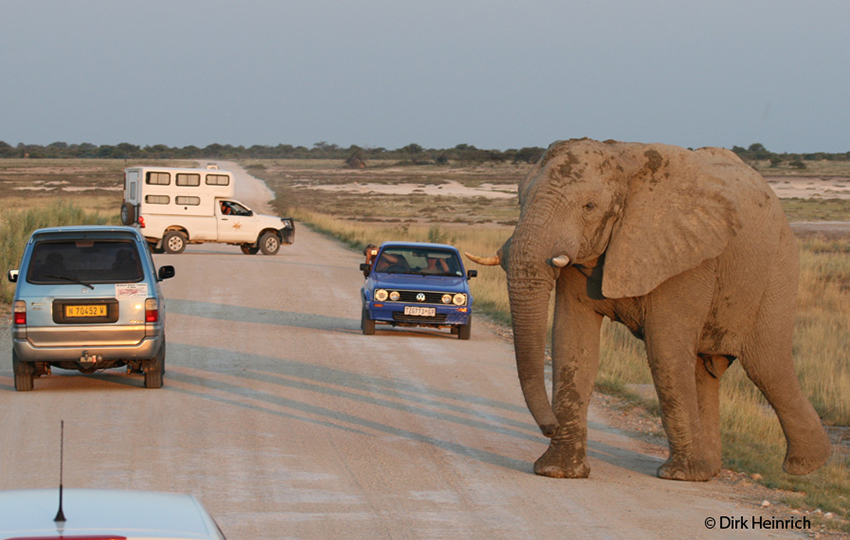 Safari Namibia Elefant