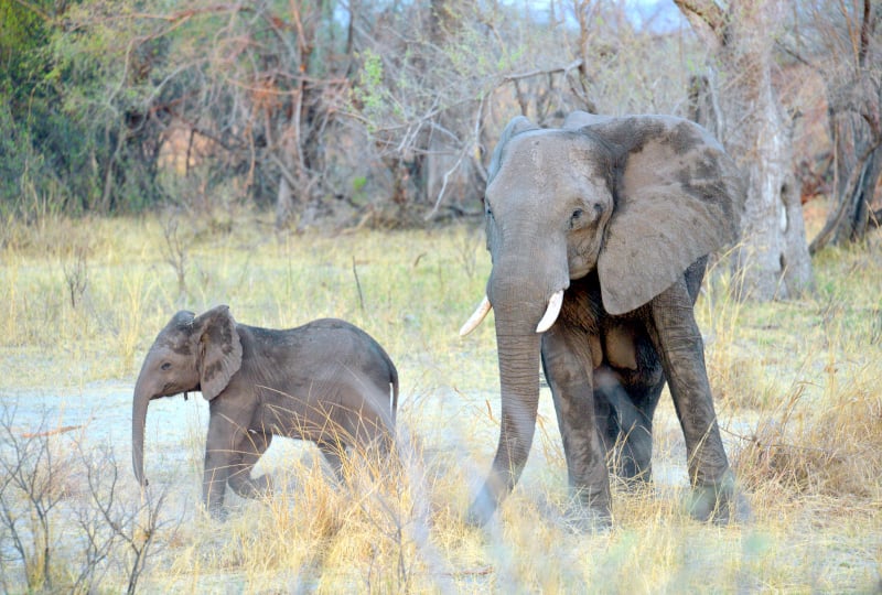 Elephants 