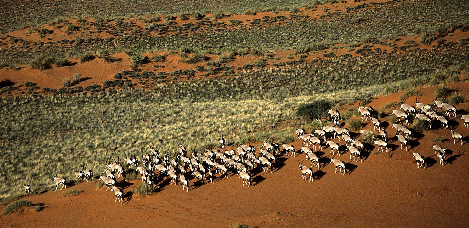 Gondwana Collection Namibia reintroduces oryx/ gemsbok in 2025 in conservation efforts at their parks
