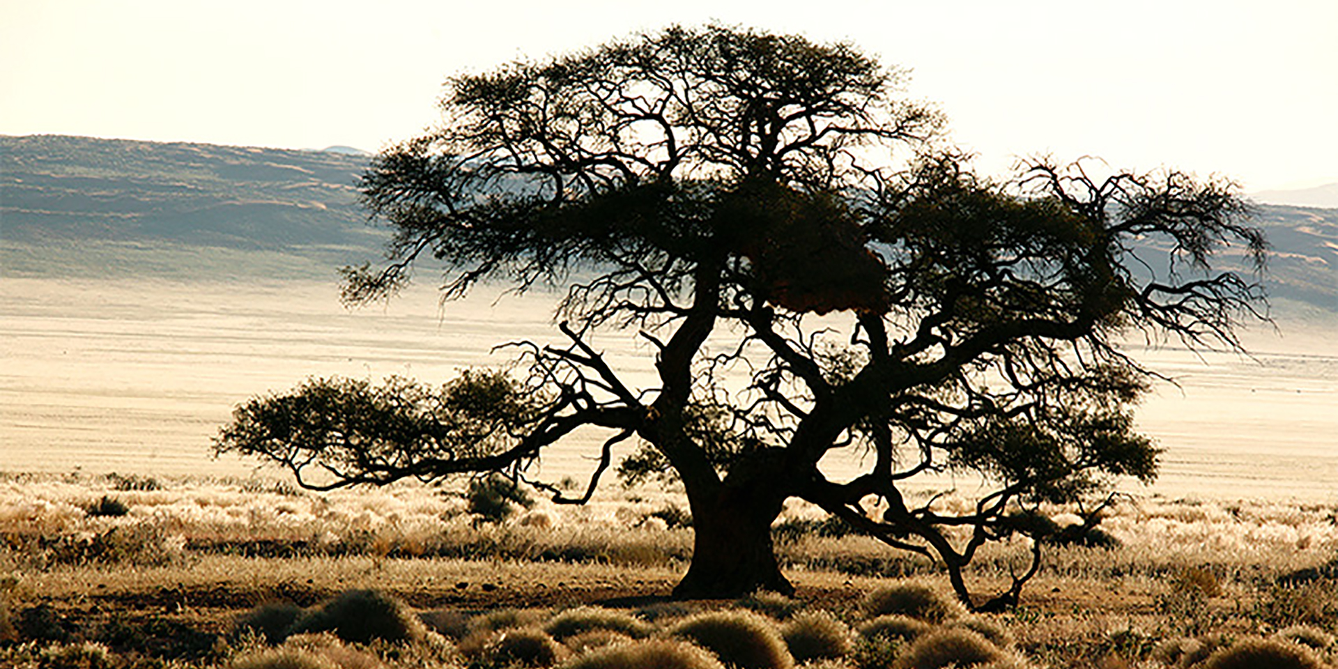 Acacia tree, Namibia