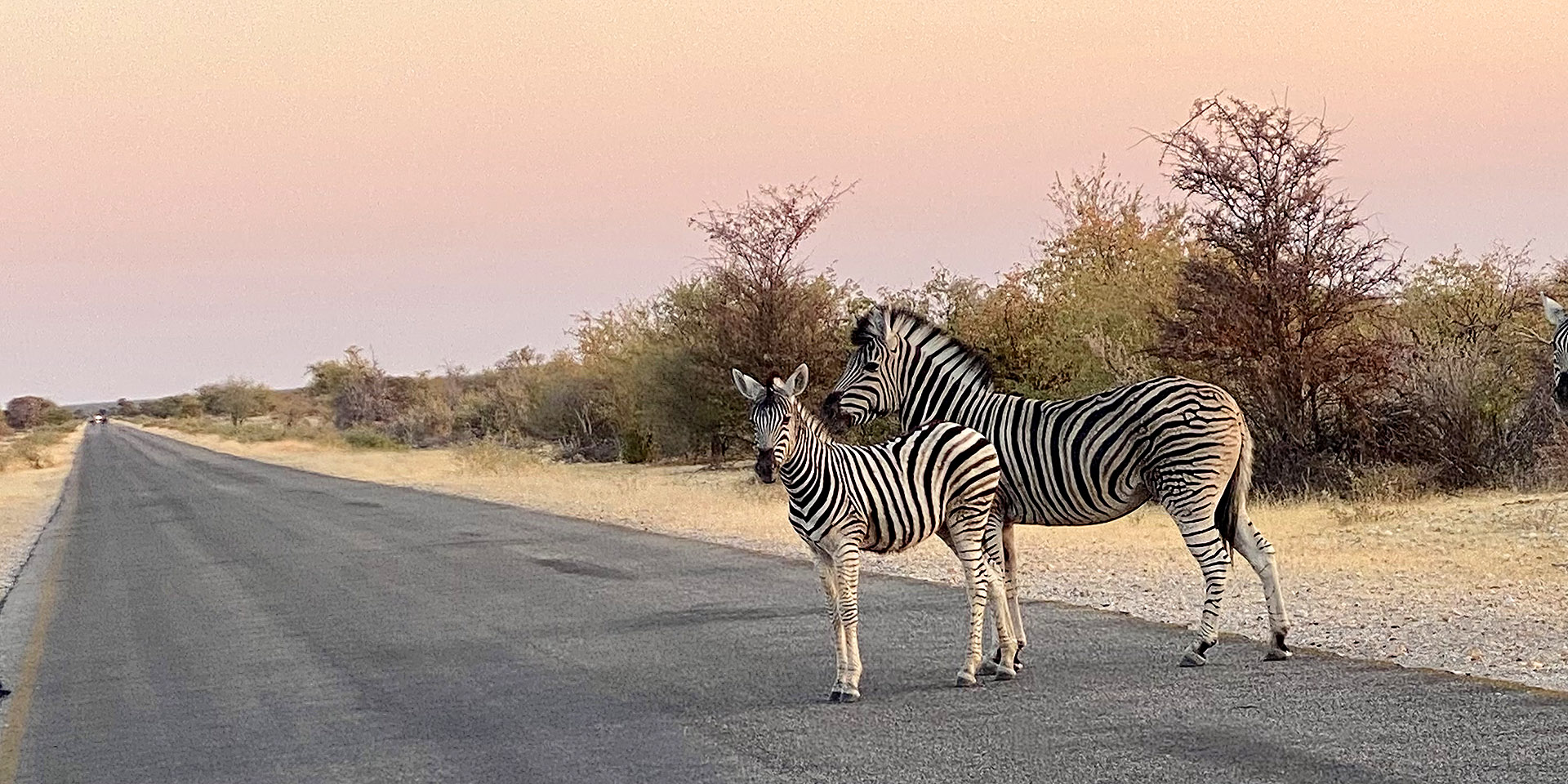 Zebras in der Abenddämmerung, Etosha, Namibia