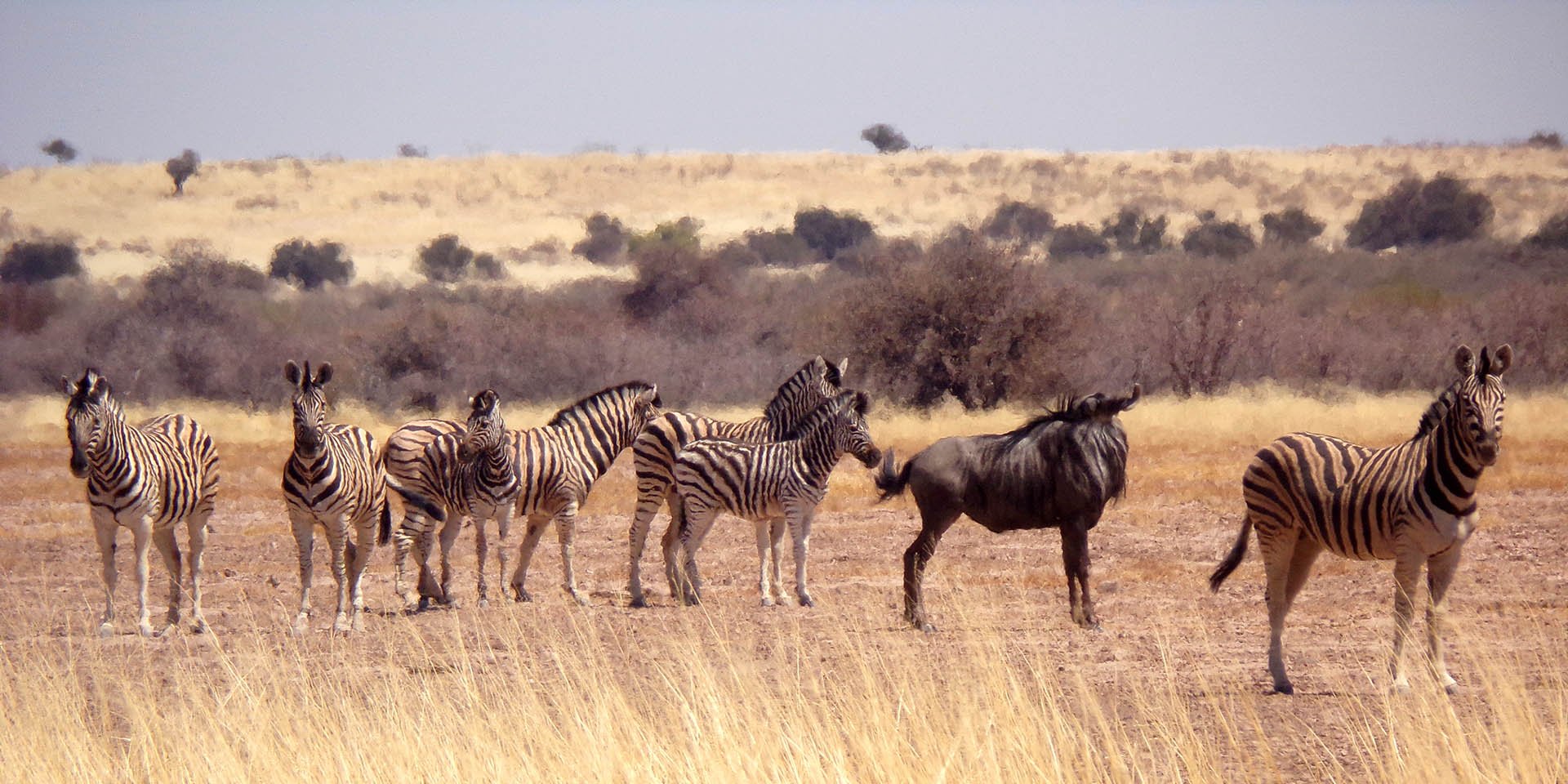 Zebras und Gnus in Namibia