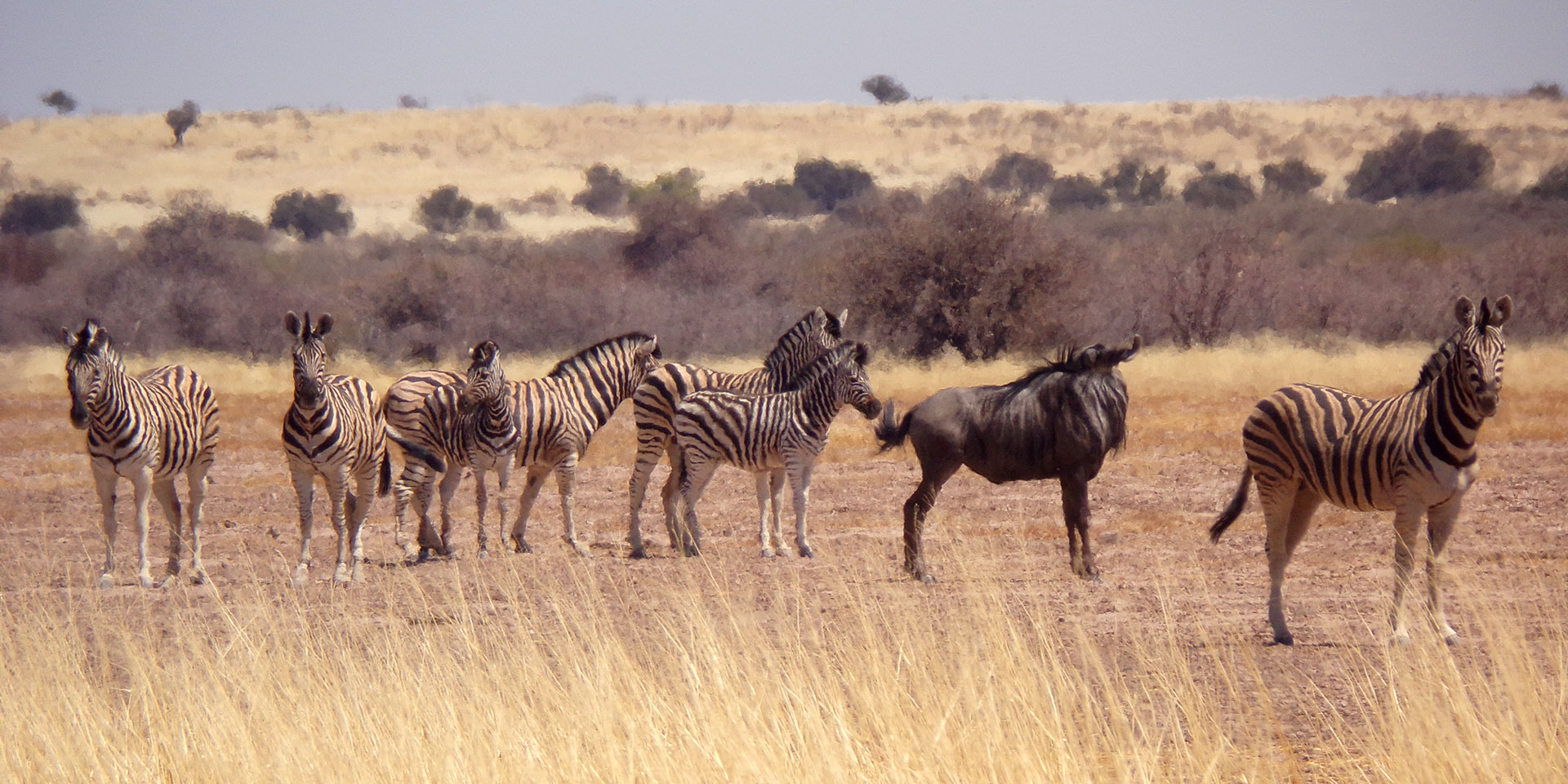 Zebra, Gondwana Kalahari Park, Namibia