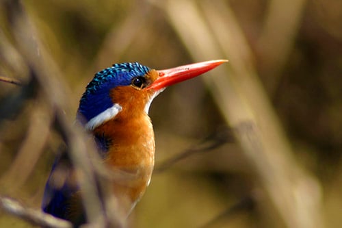 Oiseau multicolor en Namibie