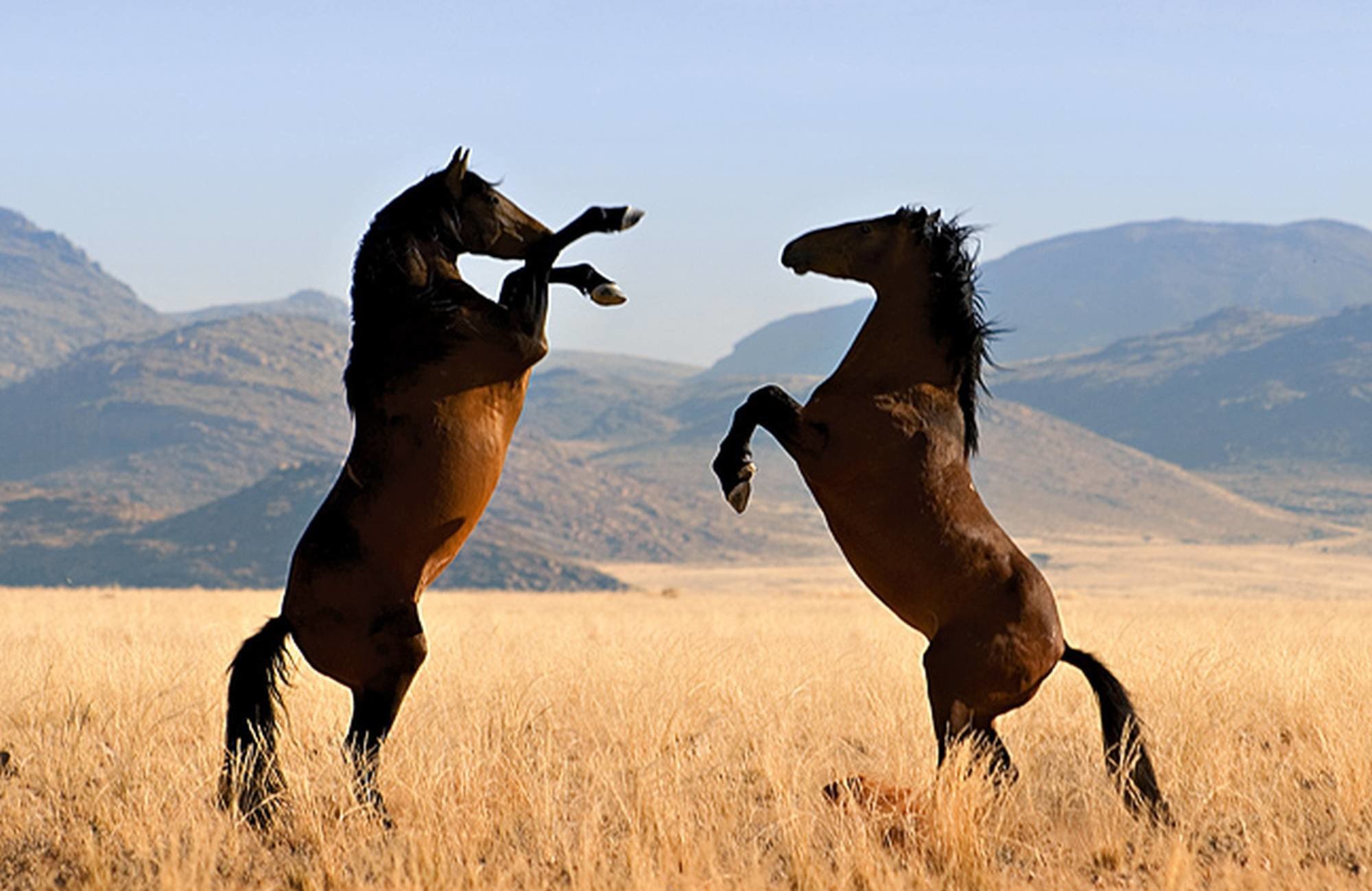 Wilde Pferde der Namib, Namibia
