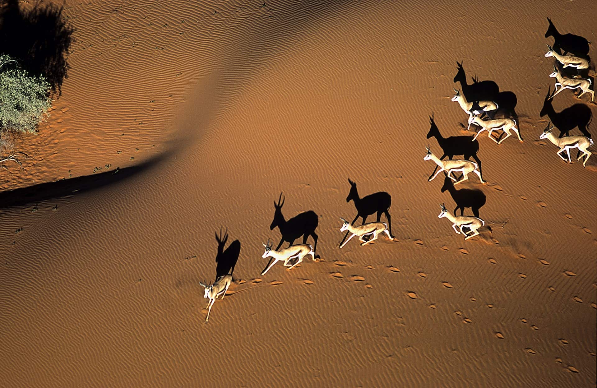 Springböcke in der Kalahari, Namibia