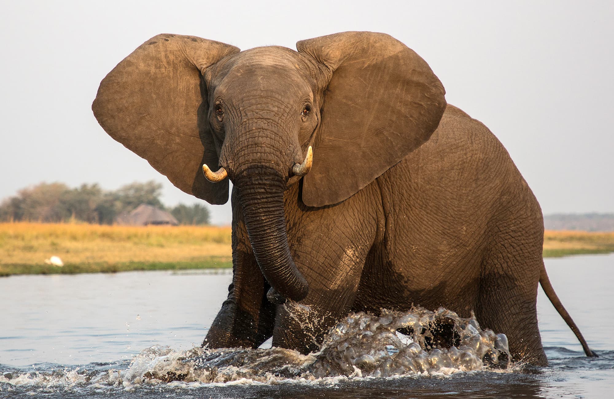 Elefant in der Sambesi-Region, Namibia