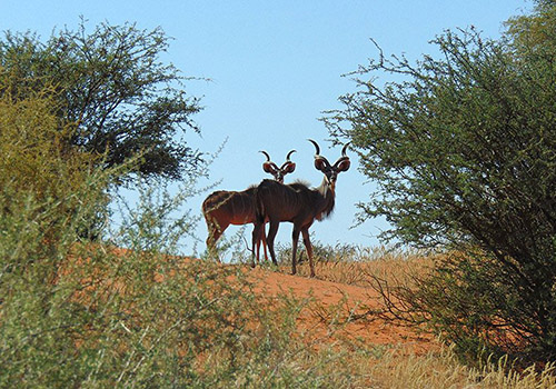 Kudus in the Kalahari, Namibia