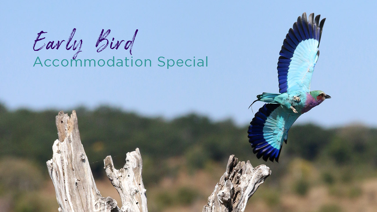 Early Bird Accommodation Special, Namibia, artwork