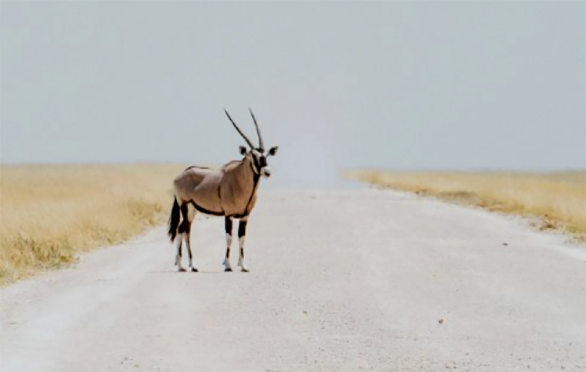 oryx anteleope on a gravel road, Namibia
