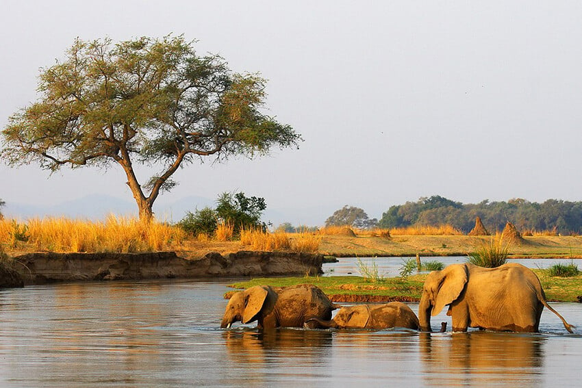 Elefanten im Wasser, Sambesi-Region, Namibia