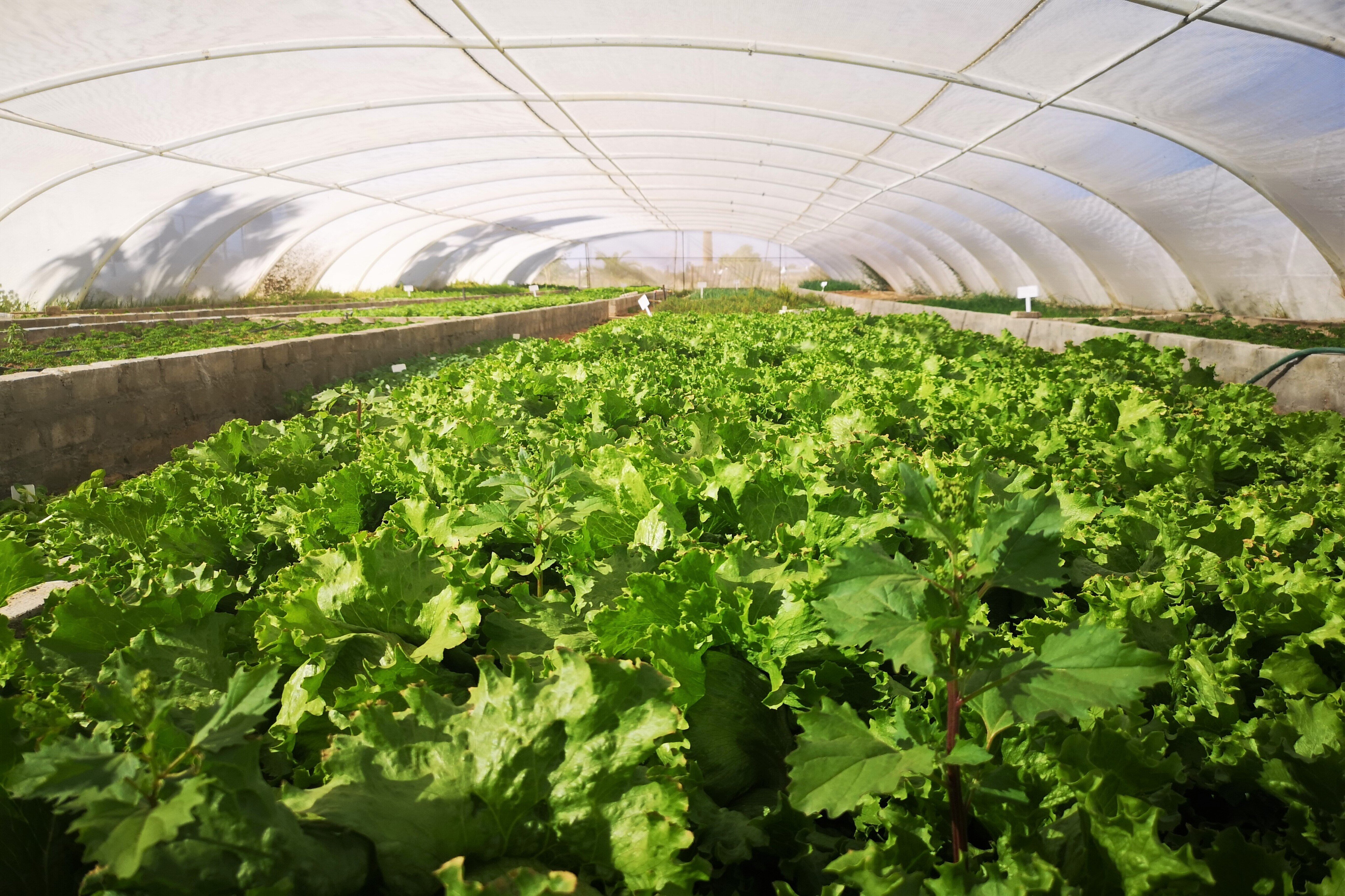 Greenhouse tunnel, salad, Kalahari Farmhouse, Namibia