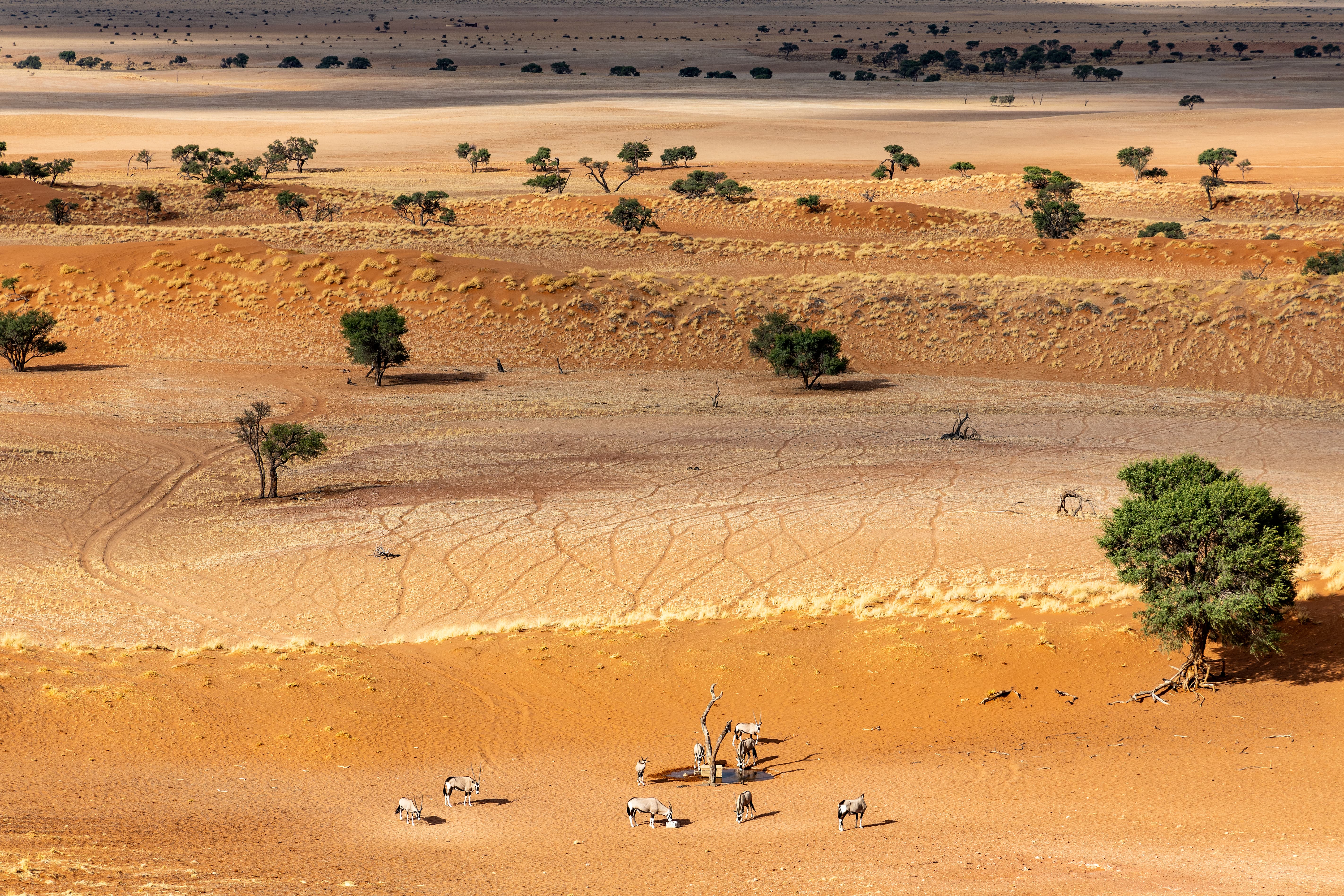 Oryx in the Namib Desert, Namibia