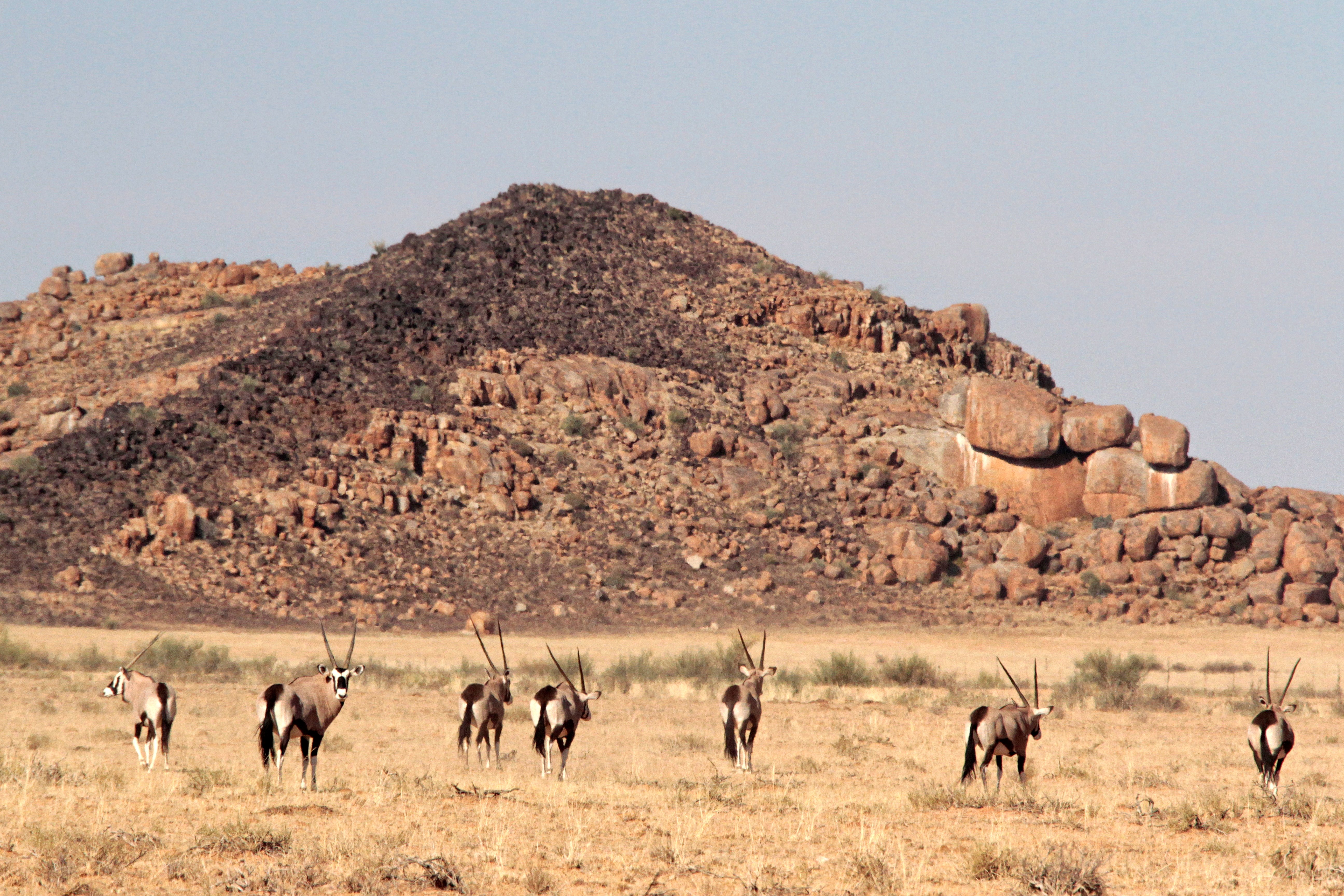 Oryx Herd in Gondwana Canyon Park, Namibia