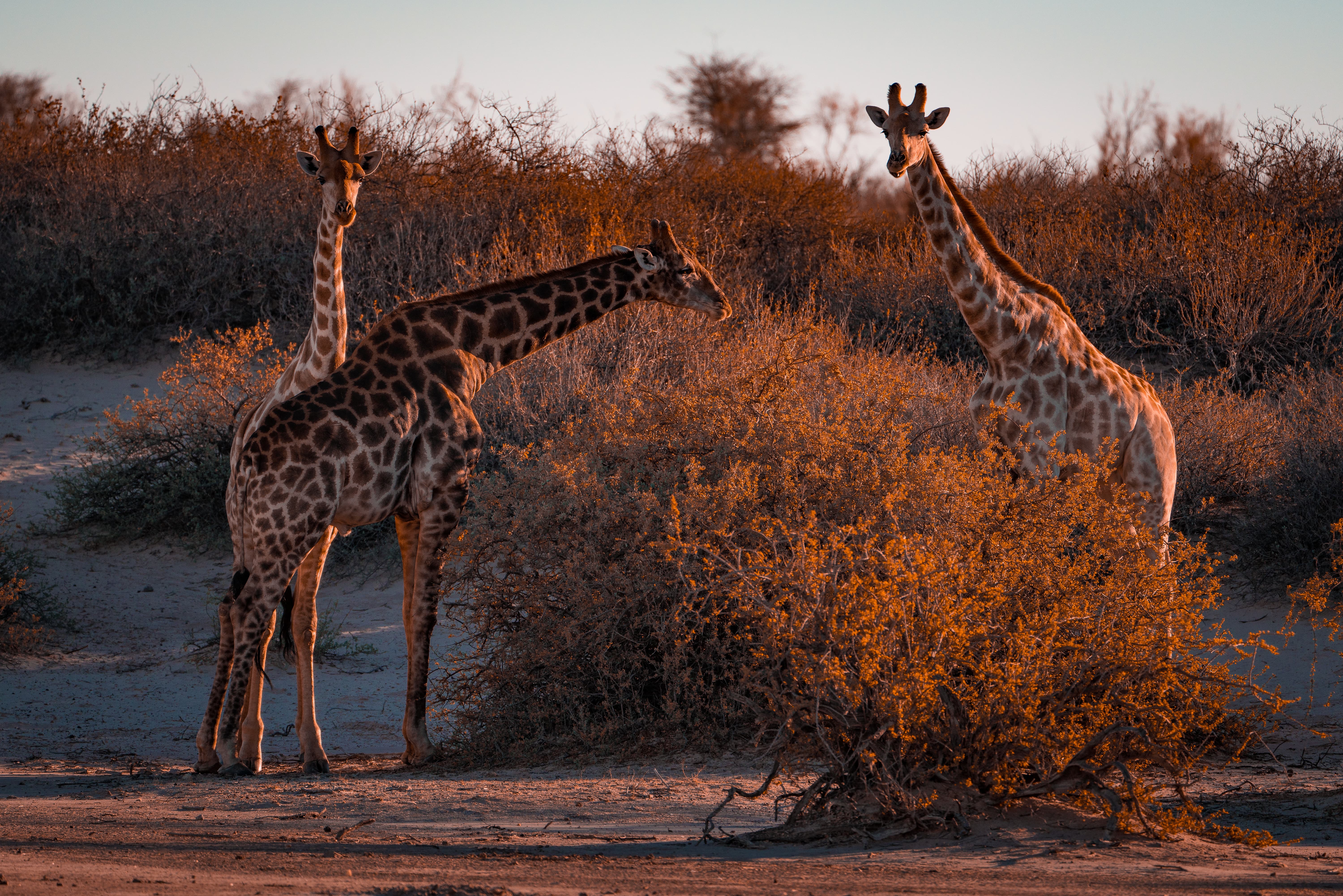 Giraffe, Gondwana Kalahari Park, Namibia